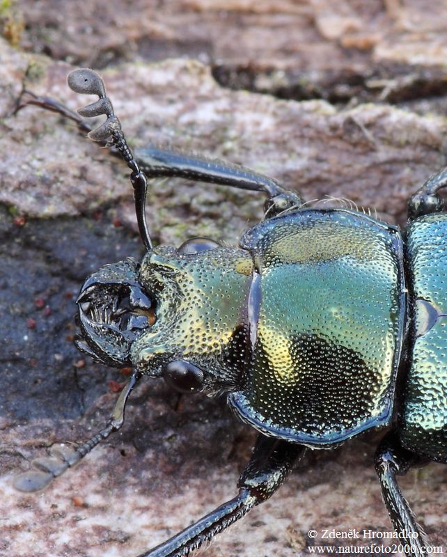roháček, Platycerus caprea, Scarabaeoidea, Lucanidae (Brouci, Coleoptera)